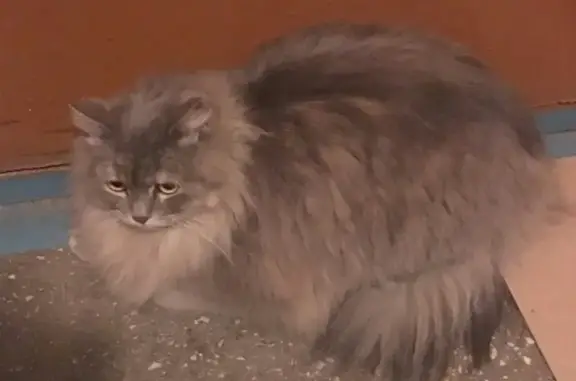 Найдена кошка в Мурманске, адрес: ул. Бабикова, 6