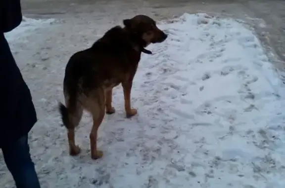 Найдена собака на ул. Гагарина, Орехово-Зуево