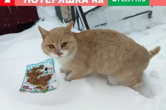 Найден кот персикового цвета в Саратове