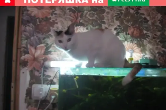 Пропала кошка Люся, ул. Комминтерна, Нижний Тагил