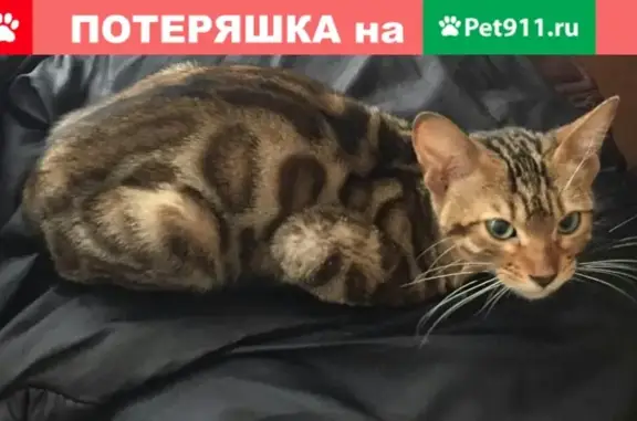 Найдена кошка в Клине, помогите найти хозяина
