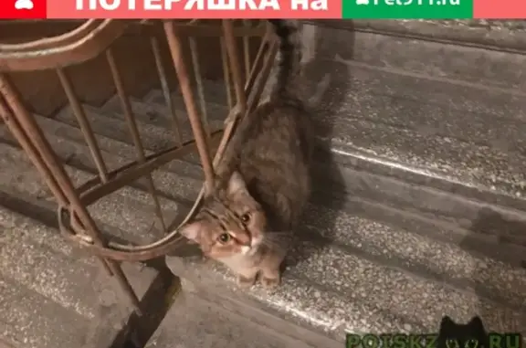 Найдена кошка в Кургане на Пролетарской