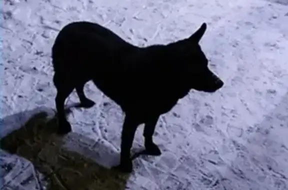 Найдена собака возле Пятерочки в Никольском, Белгород