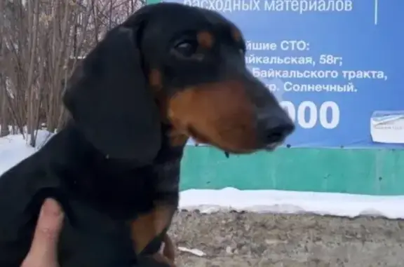 Собака такса найдена в Иркутске на 30-й Иркутской Дивизии.