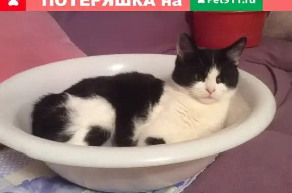 Пропала кошка Кот Феликс в СНТ «Песчанка», Истра Московская обл.