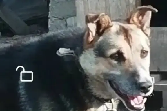 Пропала собака в Мелеузе, РБ, Россия