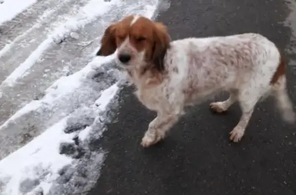 Собака найдена в поселке Пересыпь, Краснодарский край