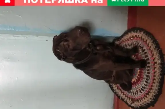Найдена собака Шарпей в Ростове, микрорайон Военвед