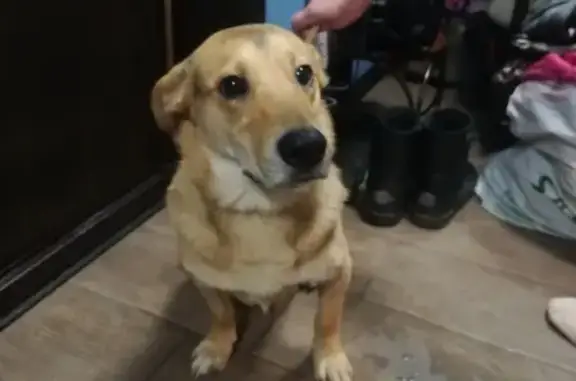 Найдена собака в Екатеринбурге на улице Мичурина