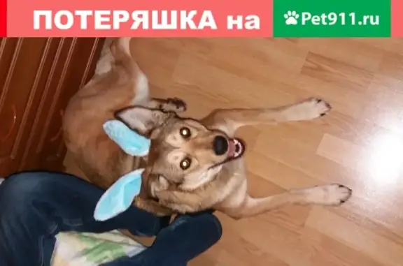 Собаки потеряшки, Москва, фото: Потеряшка смешанная лайка-овчарка в Талдомском Сорокино