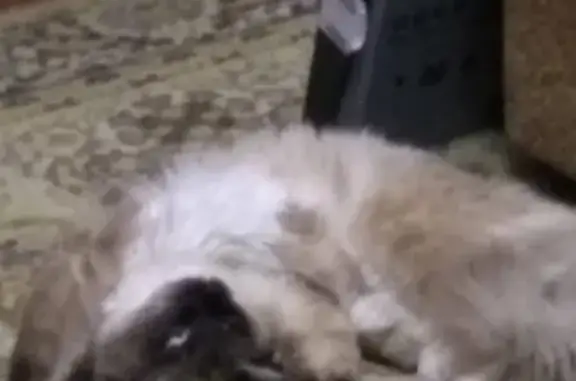 Кошки потеряшки, Новосибирск, фото: Потеряшка кот Барсик в Новосибирске