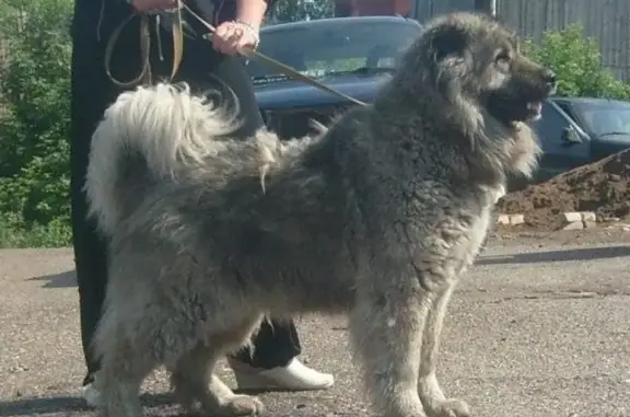Пропала собака Кавказец в Москве