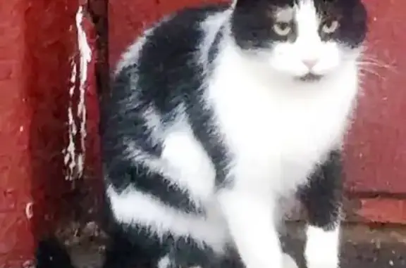 Найдена кошка на Волгоградском проспекте, ищем хозяев