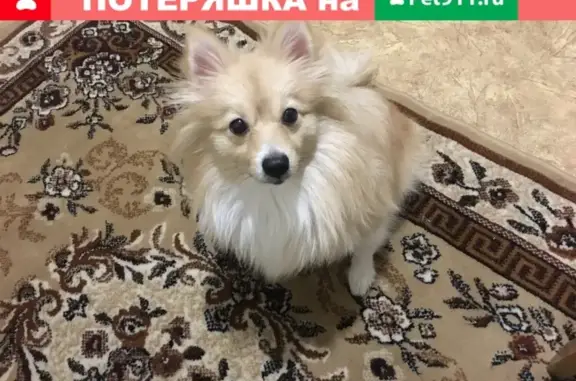 Пропала собака Боня в Зеленограде, район 23-й, звоните 89775796155