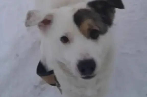 Пропала собака в Московской обл.: Ксюша и Бим с номерными ошейниками.