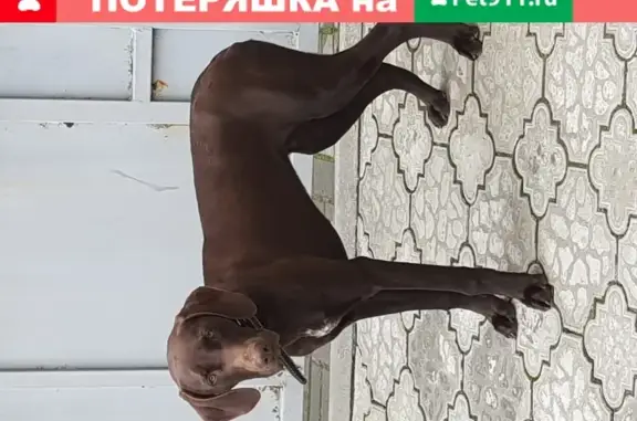 Пропала собака в Краснодарском крае, Анапа на улице Крымская, 67
