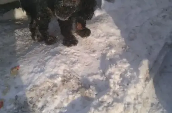 Собака Коккер спаниель найдена в Северске на ул. Курчатова, 17