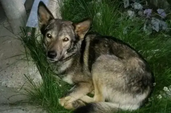 Пропала собака на улицах Пермской и Жукова, Нытва