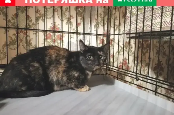 Найдена трехцветная кошка в Московском районе СПб