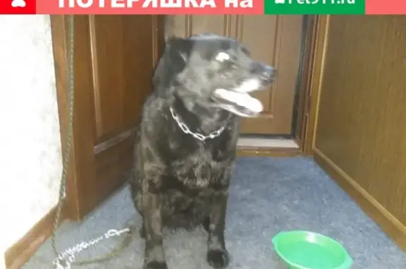 Найдена собака на улице Дубровинского в Красноярске