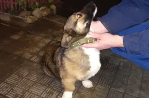 Найдена собака в Краснодаре, похожа на Корги.