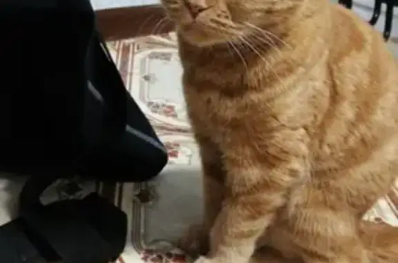 Найден кот Медовый в Москве