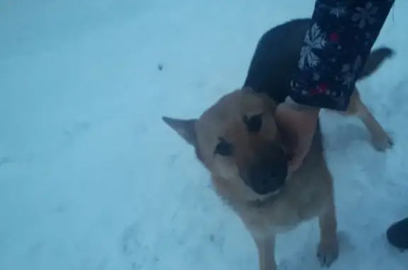 Собака с ошейником найдена в Красноуфимске, ищем хозяина