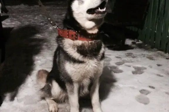 Собаки потеряшки, Холм-Жирковский, фото: Потеряшка пёс Дик в Холм-Жирковском районе