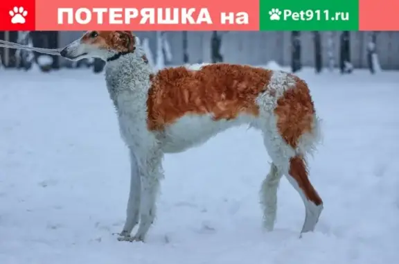 Собаки потеряшки, Нетьинка, фото: Потеряшка русская псовая борзая в Нетьинке