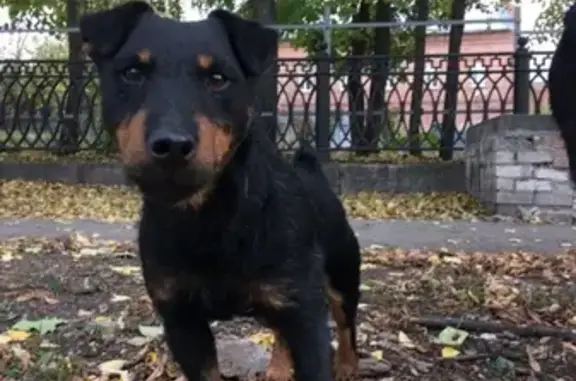 Пропала собака в Ульяновске на ул. Минаева