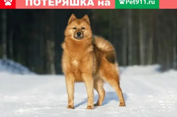 Пропала собака в Лысьве, Пермский край - помогите найти!