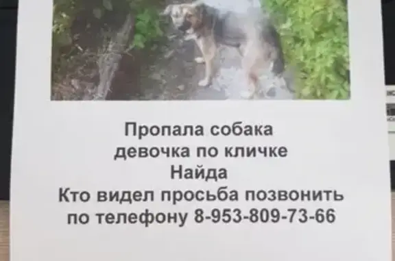 Пропала собака в Новосибирске, помогите найти!