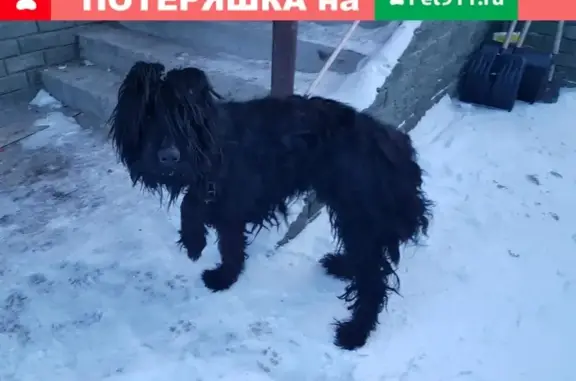 Найден черный пес на ул. Солнечная Поляна.