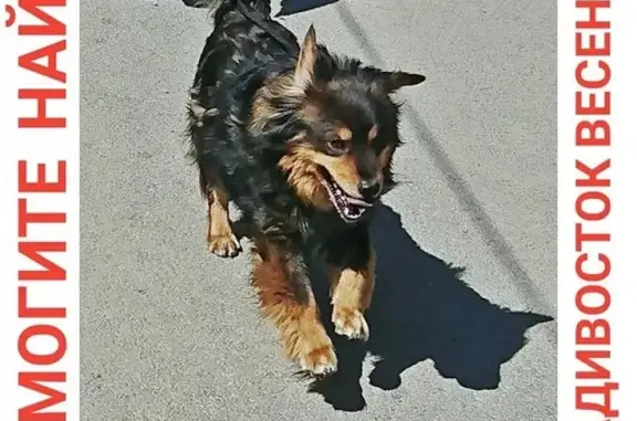 Пропала собака Филя на Весенней 17 января