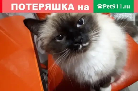 Пропала кошка Алекс в районе 7 б. 2 дом, Красноярский край, Ачинск