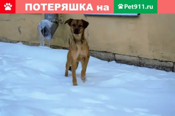 Найдена собака в Фрунзенском районе СПб