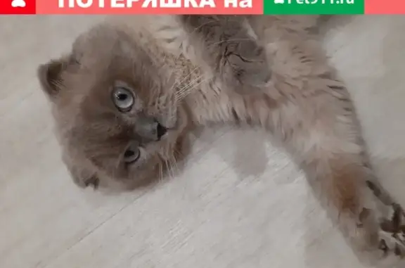 Найден кот в Курманаевке, ищем владельца