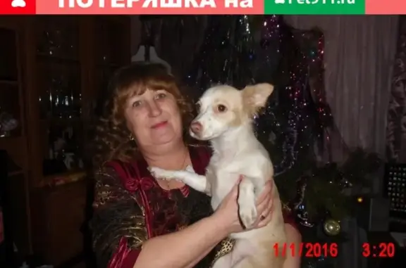 Собаки потеряшки, Липецк, фото: Потеряшка собачка в г. Липецк!