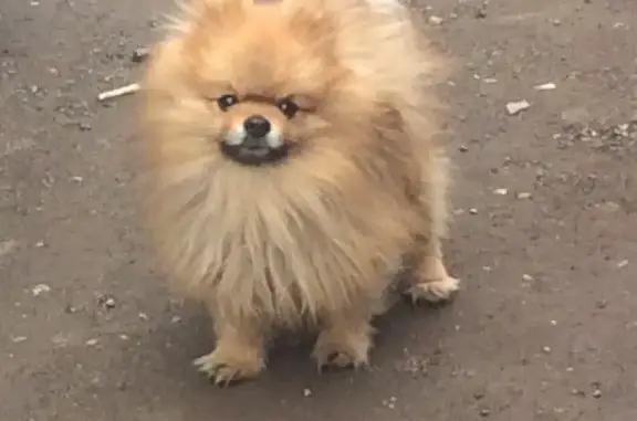 Собаки потеряшки, Липецк, фото: Потеряшка собака г. Липецк