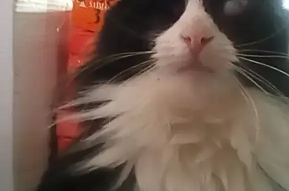 Потерянные животные Ярославль, фото: Пропала кошка в переулке Володарского, Ярославль