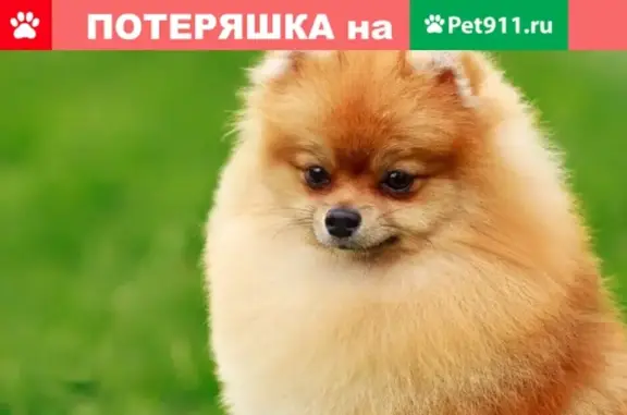 Пропала собака на Успенской улице, Ногинск - помогите найти!