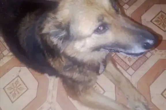 Найдена собака в Калаче