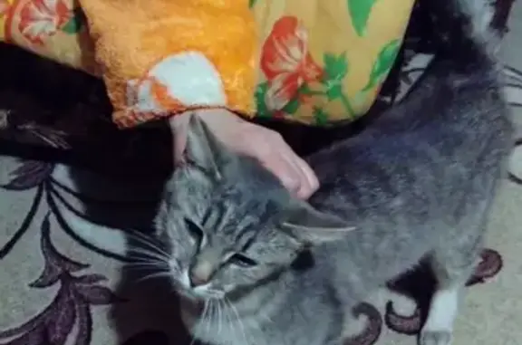 Найдена кошка на ул. Чкалова