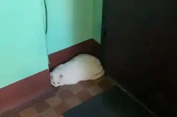 Найдена белая кошка на Ташкентской, Москва