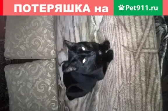 Найдена кошка в Протвино, ул. Московская, тел. 8-909-685-60-01