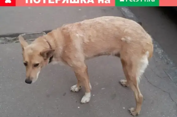 Собака найдена в Красноярске!