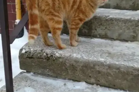 Пропала кошка на улице Московской, Дубна. Тел. хозяйки.