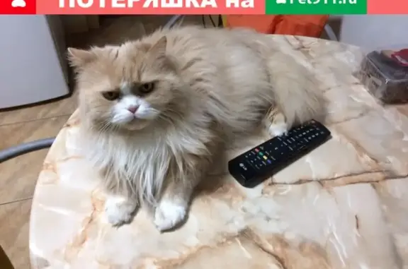 Пропал кот Силя в деревне Староселье, Рыбинск, Ярославская область.