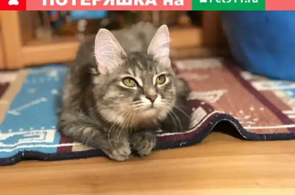 Кошки потеряшки, Владимир, фото: Потеряшка кошка Стеша на улице Садовая 10, Владимир