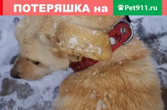 Найдена собака в Ставрополе с красным ошейником.